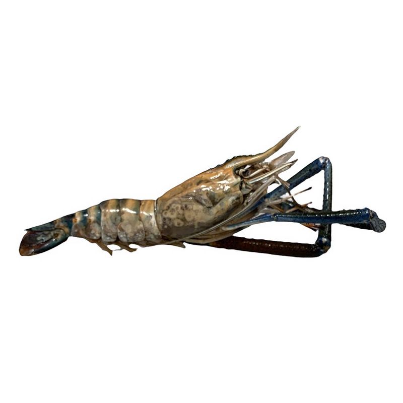 2512778_00