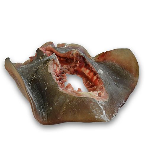 Mantarraya Fresca kg