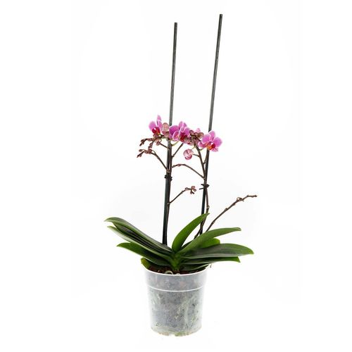 Orquídea de 1 vara