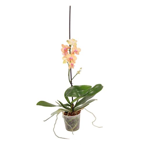 Orquídea de 1 vara