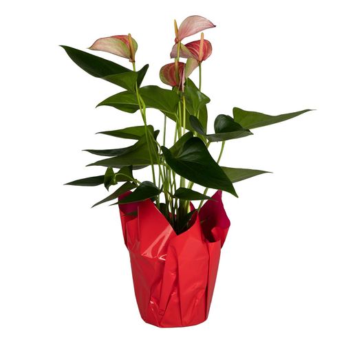 Planta Anturio