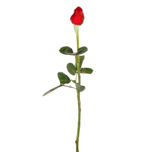 Ramo Rosa de 1 Tallo