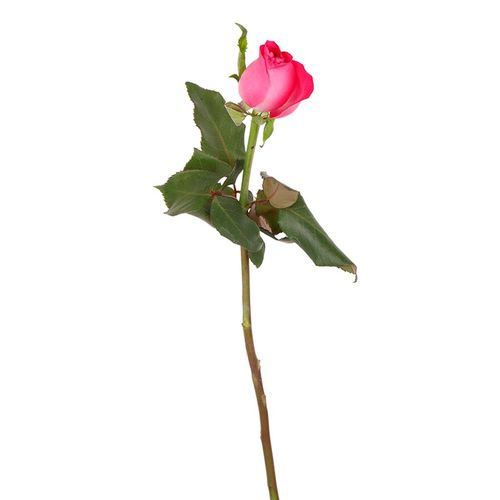 Ramo Rosa de 1 Tallo