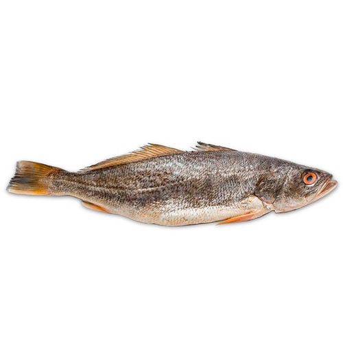 Curvina por Kg