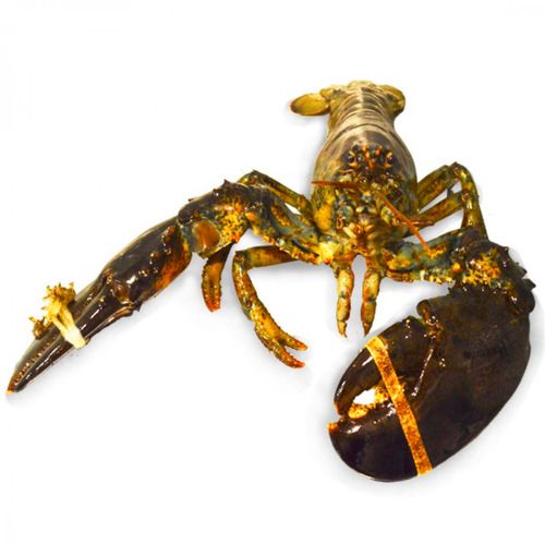 Langosta Bogavante Viva por Kg