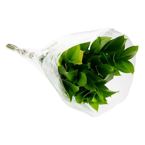 Follaje Ruscus
